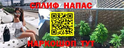 гашик Кингисепп